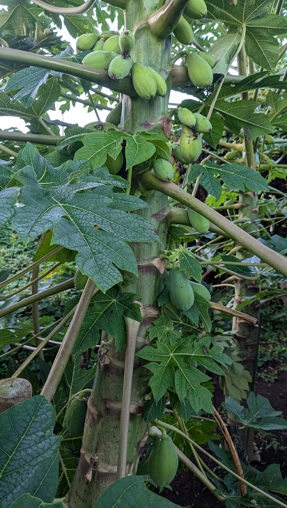 関東で露地植えパパイヤ栽培