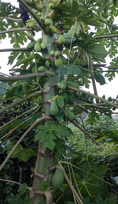 関東で露地植えパパイヤ栽培